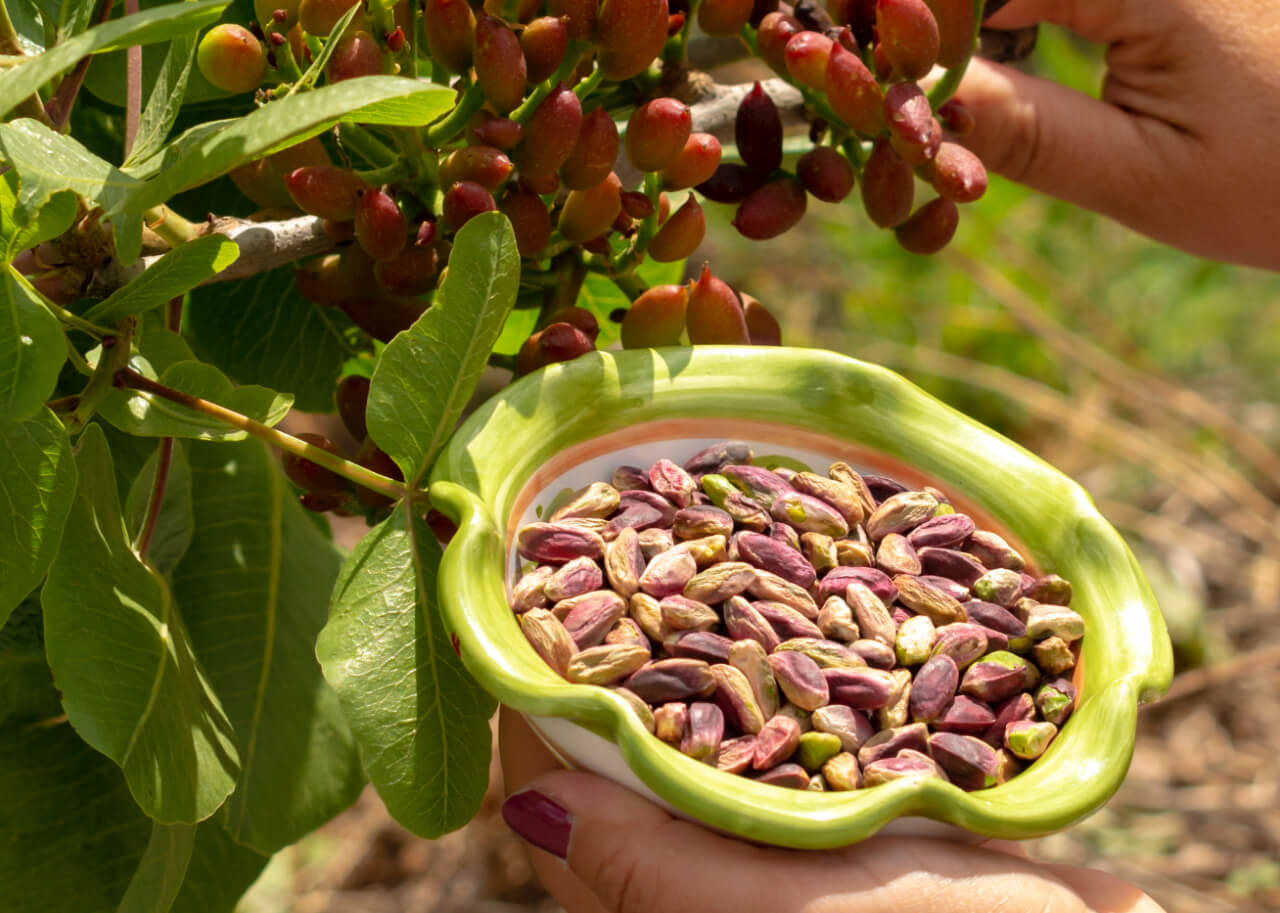 Pistacchio di Sicilia