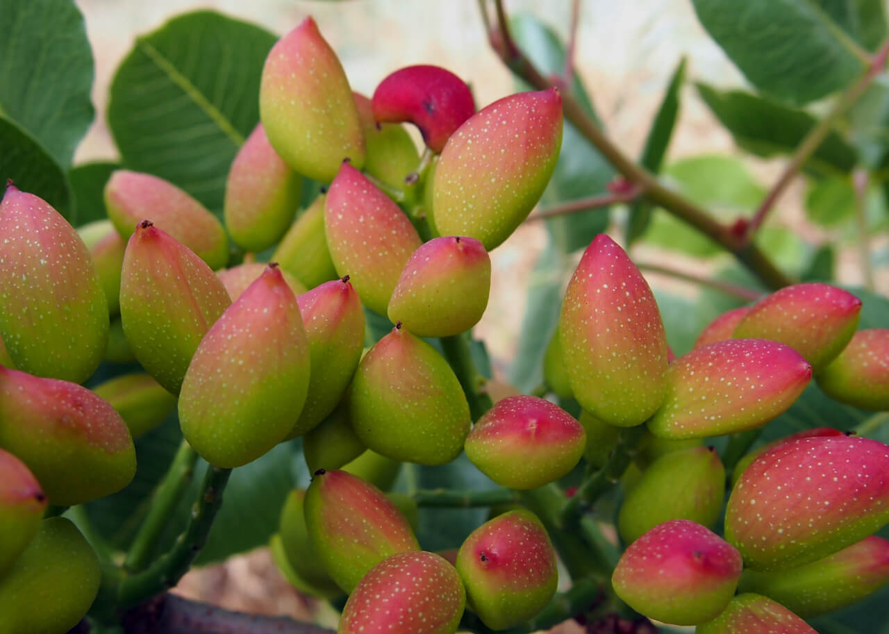 Pistacchio di Sicilia